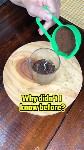 Goodbye to flies and cockroaches at home, thanks to this homemade fumigator | My Tips Book