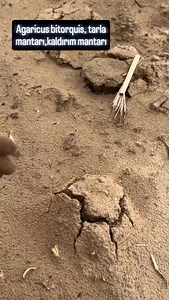 552K views · 3.4K reactions | Agaricus bitorquis, tarla mantarı, kaldırım mantarı ✅#mantaravcısı #mantartoplama #mantar #mantaravı #reels #mushrooms #mantaravcıları # | Cengiz Yadigar | Facebook