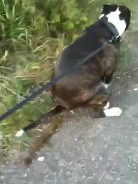 The longest poo in the world