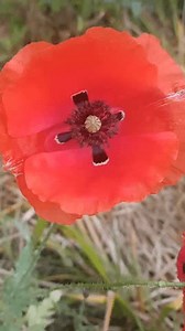Bright Flanders Floppy Blooming Shade Red : vidéo de stock (100 % libre de droit) 3949090175 | Shutterstock