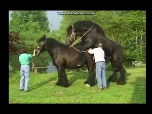 At çiftleşmesi (Amazing horse mating)