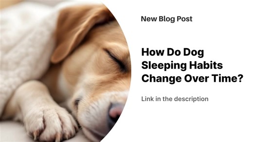 1.2K views | Dog sleeping habits change throughout their lives, from puppies to seniors. Adult dogs sleep an average of 10.1 hours daily, while puppies and seniors require more rest. Breed, size, exercise, and health influence sleep patterns. Owners should monitor changes and consult veterinarians if significant alterations occur. https://www.dogingtonpost.com/how-do-dog-sleeping-habits-change-over-time/ | The Dogington Post | Facebook