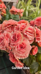 3.5K views · 555 reactions | The beauty of begonia | Garden Idea | Facebook