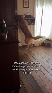 Golden Retriever: emocionantes formas de recibir a tu dueño