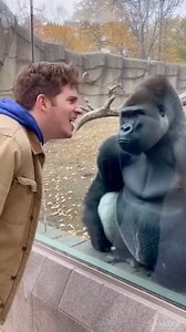 24K views · 191 reactions | Angry Gorilla Loses Control and Breaks...