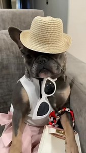 669 reactions · 26 comments | She’s my puppy dog. If lost, return to Rodeo Drive #mypuppy #boujeebabe | Midgie Pudge | Facebook