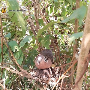 18K views · 207 reactions | #EP19. Spotted Dove birds Feed the baby in the nest we | Review Bird Nest | Facebook
