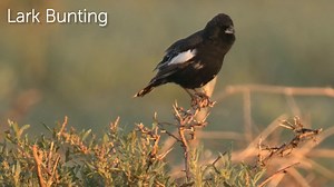 The male Lark Bunting completely changes in appearance for the breeding season, molting from streaky brown-and-gray plumage (resembling a female or juvenile) to jet-black with bold white wing patches. Over the years, this flashy combination inspired other names such as white-winged blackbird and white-winged bunting. This is a gregarious species, found in large flocks that sometimes number in the thousands during migration and in winter. Lark Buntings even nest together in loose colonies on dry 