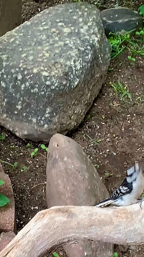 Male Downy Woodpecker and White breasted Nuthatch #birds #naturelovers #birdwatching #wildlife #naturephotography #nature #birdlovers | Kelly Lynn Mitchell