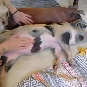 5.1K views · 431 reactions | A Nina e o Nico já estão na sua casa...