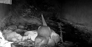 4.9K views · 107 reactions | Otter Spotter! A few weeks ago, one of our rangers set up a camera trap on the burn. Imagine our excitement when we looked through the footage and got an otter SPRAINTING!!! A 'spraint' is an otter scat. As well a collection of fur and fish bones, spraints also contain a secretion from the anal glands, and so often look slick and tar-like.  Dora Hamilton | Aigas Field Centre | Facebook