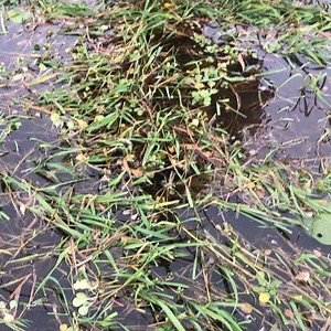 #GetDucks in WILD Argentina. Real hunts for real hunters: pure, wild duck hunting. | Getducks.com