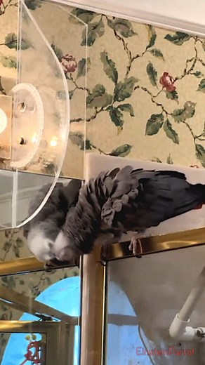 16K views · 1.2K reactions | I'm so #happy I think I'll #kiss and try to get to this birdie in the mirror! #headbang #dancing #birdvideos #einsteinparrot #parrots #africangreyparrots #talkingparrots #talkingbird | Einstein the Talking Texan Parrot | Facebook