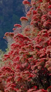 3K views · 46 reactions | A rare and breathtaking beauty of New Zealand   Rata in full bloom, deep in South Westland. Credit to West Coast New Zealand #ExploreLocalNZ #BeautyOfNewZealand #WestCoast #rata | Explore Local NZ | Facebook