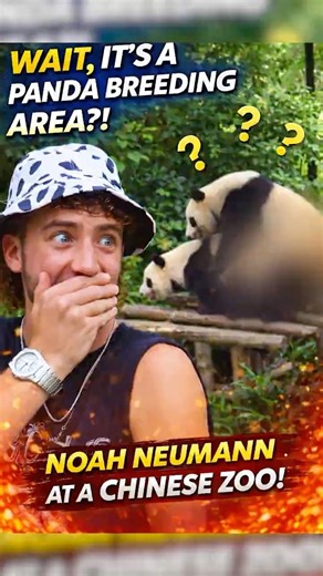 I Accidentally Walked Into the Panda Breeding Zone 😳🐼