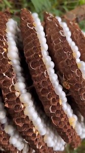 22K views · 57 reactions | Anatomy of a hornets nest | Ikaw ang Aking Pangarap | Facebook