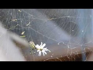 Nephila Spider Removing a Flower from the Web ジョロウグモ♀（蜘蛛）が網からノコンギクの花を除去