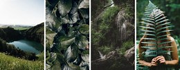 Gallery with jungle nature - Template by Nicepage