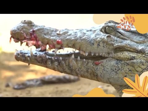 Memberi Makan Buaya Asik Dan Menengangkan | SI OTAN