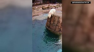 Doi urși polari au pus în scenă un spectacol amuzant pentru vizitatori la o grădină zoologică din SUA | Video