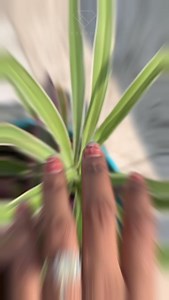  Radiant Yellow: A Bold Statement  Elevate your style with the captivating charm of our radiant yellow lab-grown diamond ring. This stunning piece, set in a halo of sparkling diamonds, is a bold statement of elegance and sustainability. Shine bright and make every moment special with Heerok. ✨ #HeerokJewelry #YellowDiamond #LabGrownDiamonds #SustainableLuxury #DiamondRing #BoldJewelry #EcoFriendlyJewelry #JewelryLovers #RadiantBeauty | Heerok | Facebook