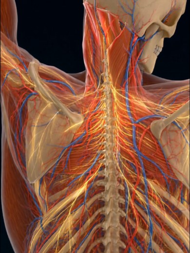 If your neck always feels tight, these muscles might be the reason. This stretch targets the upper traps and levator scapulae while the arm movement helps create an even deeper release through the neck and shoulder. #NeckPain #NeckPainRelief #NeckStretch #Mobility #Stretching #Posture #PainRelief #Anatomy #Synermuscle