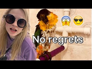 how i shower with my caique parrot