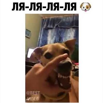 Real Possessed Dog - Funny