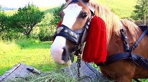 tradițional Haymakers in Bucovina,the northern side of Romania | RO media