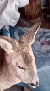 Latvia Today❤️🇱🇻Теlegram➡️ https://t.me/bestbalticevents 🎥landingparty78 | Baltic Events