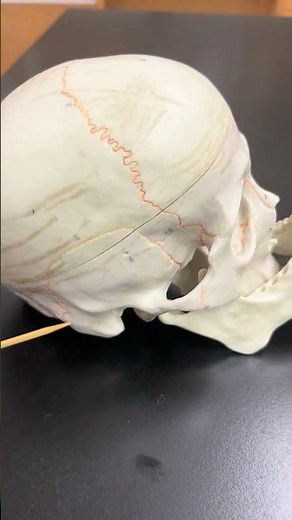 Bones - Cranial Sutures