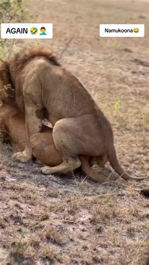 Exploring Life in the Wild: A Glimpse of Uganda's Nature