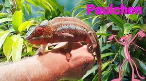 This is "Paulchen" a Panther Chameleon (Furcifer pardalis) at the Natural History Museum in Karlsruhe (Germany). The color shape called 'Ankaramy Pink' aka "Pink Panther" #oliverknott #ok_aqua #naturkundemuseumkarlsruhe #NKM #vivariumkarlsruhe #paulchen #furcifer #pardalis #pinkpanther | Oliver Knott