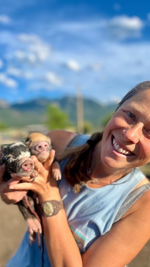We came home to 6 fresh pigtails! 🐽 We were out a on a bike ride huckleberry picking and Mama Sunny farrowed just as beautifully as nature intends. She had 5 gilts and 1 boarling and all seem vigorous and ready to figure out how have a mama milkshake 😅 #smallfarm #farm #pastureraised #foodismedicine #farmanimals #kunekune #piglet #pigtails | Jocko Valley Farm