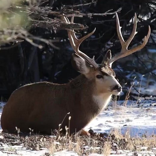 So fluffy on a chilly morning… 🎥-josh__pollock | Phone Skope