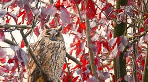 Long-eared Owl Asio Otus Sitting High Stock Footage Video (100% Royalty-free) 1029641627 | Shutterstock