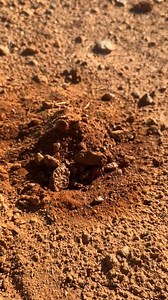 35K views · 58 reactions | Growing a small wheel loader is easy!   | Cat Agriculture | Facebook