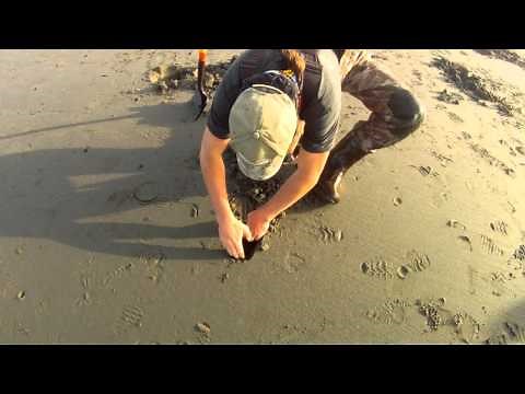 The Hand Dig - Razor Clamming, Shovel Free