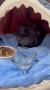 Every distinguished gentleman should have a shark hidey hole to recover in. ❤️🐓 | Funky Chicken