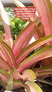 Bromeliads are a family of plants (Bromeliaceae, the pineapple family... #BromiBromeliads #Bromeliaceae #pineapplefamily #easilygrown #evergreen #herbaceous #perennialplants #mamalynsgarden #plantitaph #plantlover #plantmom #plantmakemehappy #mystressreliever #reelsviral #reels2023 #shortvideofbreels #reelsvideo #reelsfb #exquisiteplant Mamalyn's Garden | Mamalyn's Garden