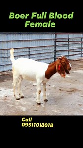 ⭐EXCEL GENETICS⭐ 🔖 #Top Quality Boer Full Blood Female Kid 🔥 ⭐ "EXCEL AGRO SERVICES PVT.LTD."⭐ . For Enquiry Contact Us- ☎️ 9511018018 l 09657644433 www.excelagroservices.com / Facebook - Excel Agro Services / You Tube - Excel Agro #boergoat #boerfullbloodgoat #excelgenetics #ExcelAgroServices #boergoatindia #goatfarmingindia | Excel Agro services