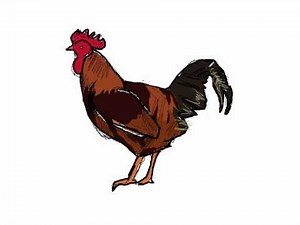 How to Draw and color a simple rooster or cock (gallo)