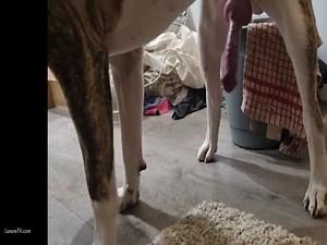Extra horny dog with very big cock