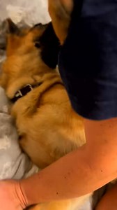 132K views · 390 reactions | 44-Happy Kim 殺 Fore more check my Profile #happygirls #girls #girlsgeneration #germanshepherd #dog #dogsoftiktok | Harvest Life | Facebook