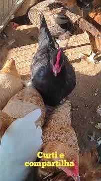 Here we have good chickens and prices