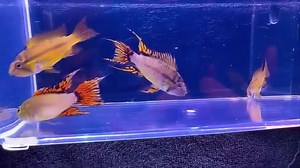 Apistogramma cacatuoides Super Red, $29.99ea or $39.99/sexed pair | About Fish, Inc.