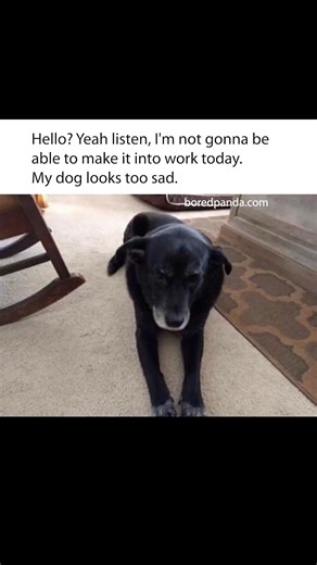 2.5K views | This dog's sad face is a perfectly valid reason to call in sick, right? | Peaceful Century | Facebook
