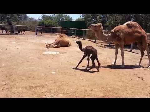 Baby Camel First Steps
