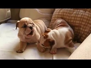 English Bulldog puppy playtime will melt your heart