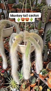 Monkey tail cactus clusters 🌵🌵🌵 #bikolanahardinera #gardening #cactus #cacti #cactos #cactosesuculentas #succulents #succulentgarden #plantas #plantcollection | Bikolanahardinera